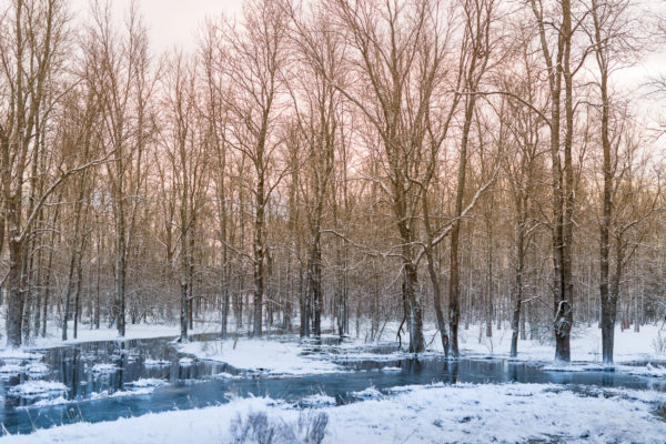Snow and ice cover winter landscape at edge of tall trees forest